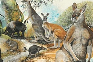 史前巨兽排名前十的生物 世界上第一可怕巨兽介绍